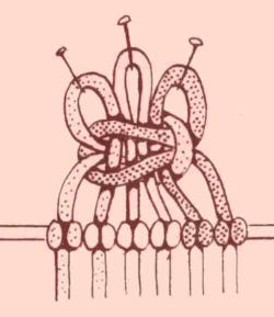 ozdobne-pikotky-4